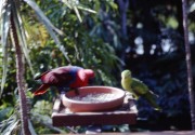 a-116-parrot-feeding