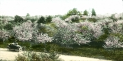 a-219-Apple-orchard-in-bloom-Kentville-Nova-Scotia.