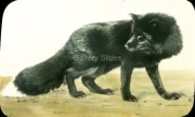 a-220-Silver-Fox-adult-male-champion-Prince-Edward-Island.